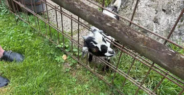 Tierrettung
