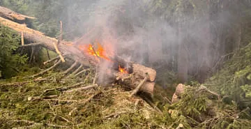 Brand-Baum