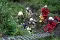 dsc09717.jpeg
